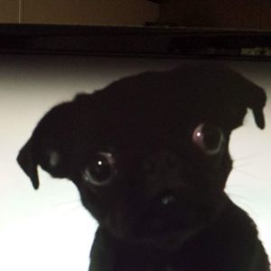 Meet your Posher, Jane